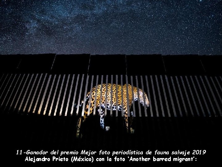 11 -Ganador del premio Mejor foto periodística de fauna salvaje 2019 Alejandro Prieto (México)