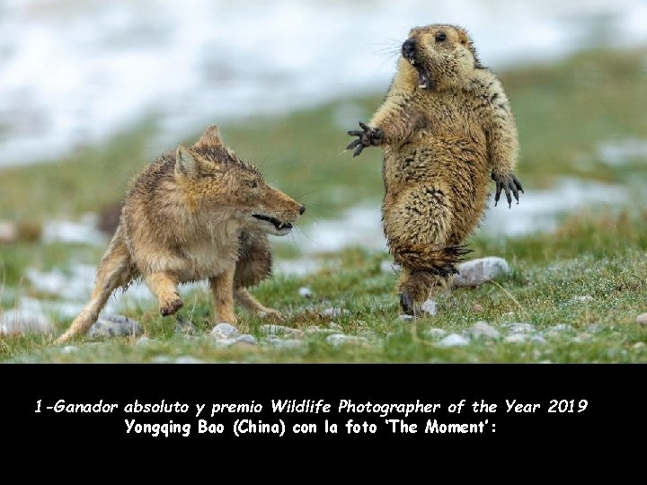 1 -Ganador absoluto y premio Wildlife Photographer of the Year 2019 Yongqing Bao (China)