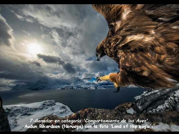 7 -Ganador en categoría 'Comportamiento de las Aves' Audun Rikardsen (Noruega) con la foto