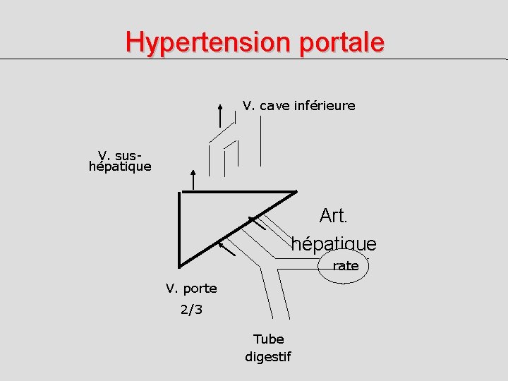 Hypertension portale V. cave inférieure V. sushépatique Art. hépatique rate 1/3 V. porte 2/3