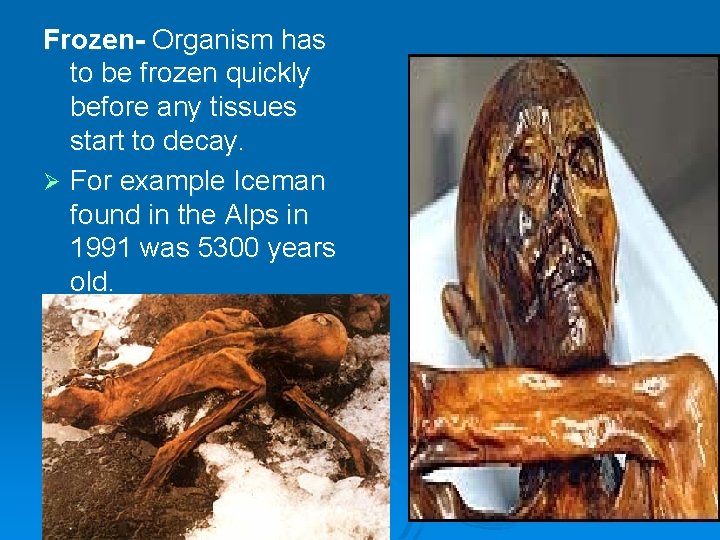 Frozen- Organism has to be frozen quickly before any tissues start to decay. Ø