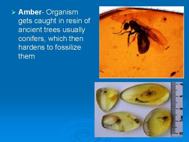 Ø Amber- Organism gets caught in resin of ancient trees usually conifers, which then