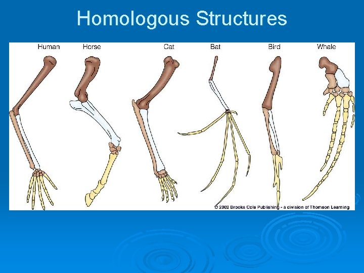 Homologous Structures 