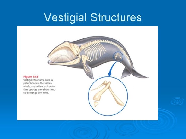 Vestigial Structures 