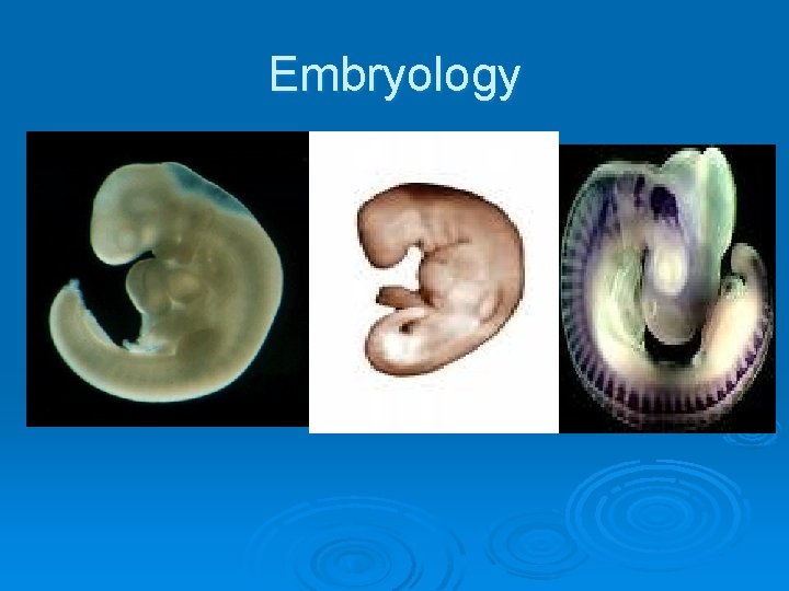 Embryology 