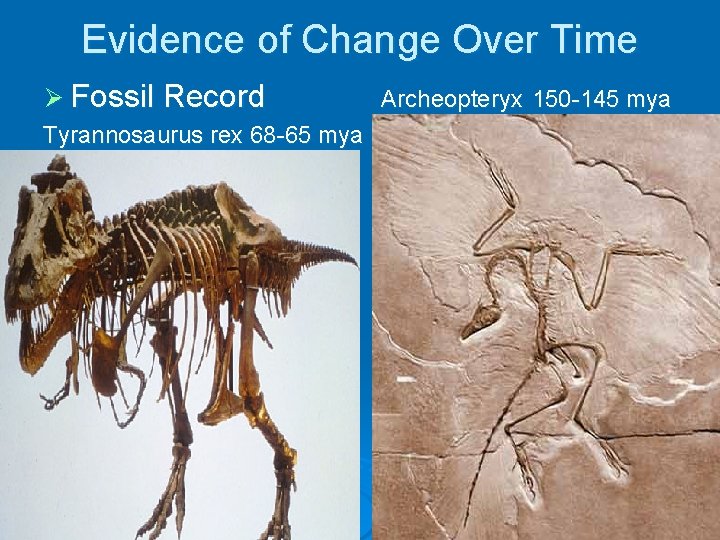 Evidence of Change Over Time Ø Fossil Record Tyrannosaurus rex 68 -65 mya Archeopteryx