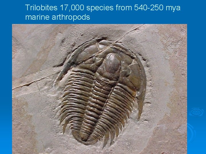 Trilobites 17, 000 species from 540 -250 mya marine arthropods 