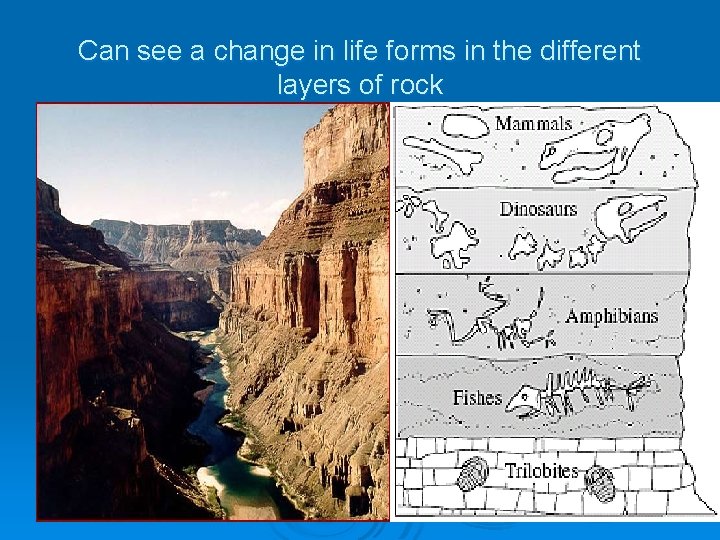 Can see a change in life forms in the different layers of rock 