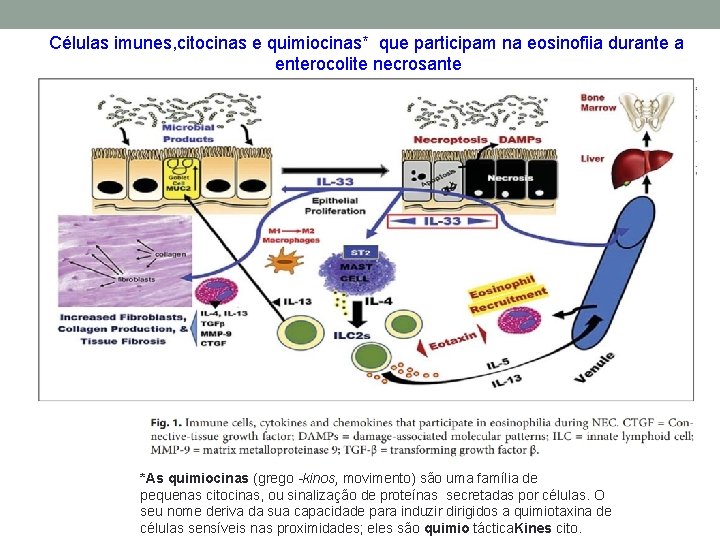 Células imunes, citocinas e quimiocinas* que participam na eosinofiia durante a enterocolite necrosante *As