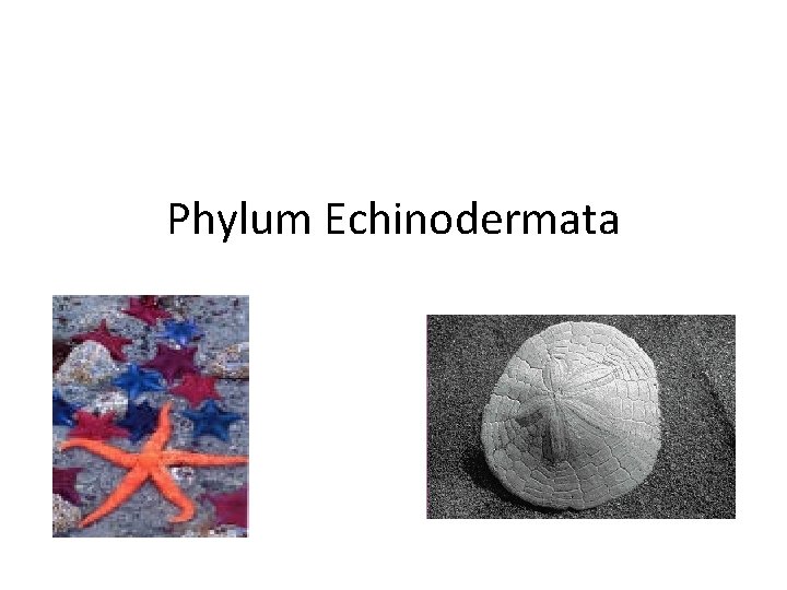 Phylum Echinodermata 