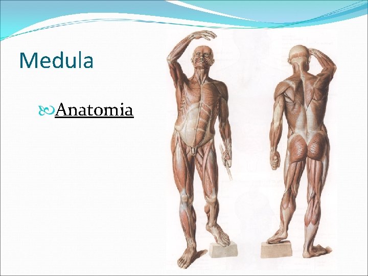 Medula Anatomia 