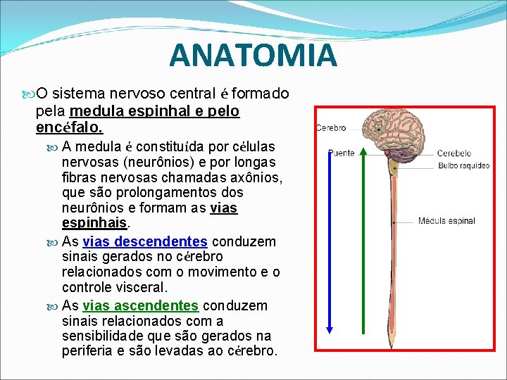 ANATOMIA O sistema nervoso central é formado pela medula espinhal e pelo encéfalo. A