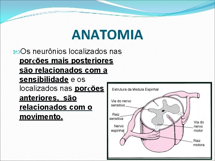 ANATOMIA Os neurônios localizados nas porções mais posteriores são relacionados com a sensibilidade e