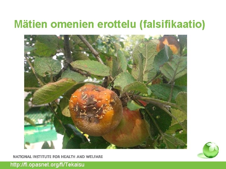 Mätien omenien erottelu (falsifikaatio) http: //fi. opasnet. org/fi/Tekaisu 