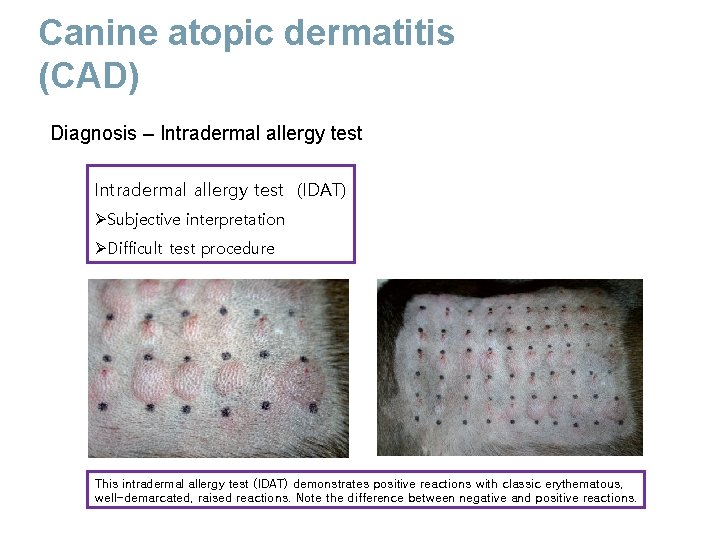 Canine atopic dermatitis (CAD) Diagnosis – Intradermal allergy test (IDAT) ØSubjective interpretation ØDifficult test