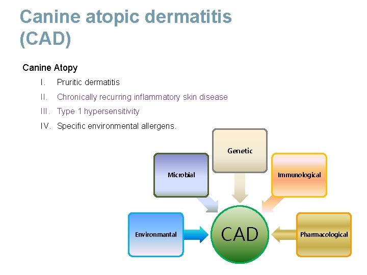 Canine atopic dermatitis (CAD) Canine Atopy I. Pruritic dermatitis II. Chronically recurring inflammatory skin