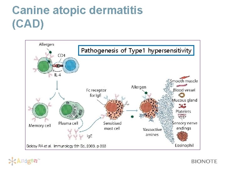 Canine atopic dermatitis (CAD) Pathogenesis of Type 1 hypersensitivity 