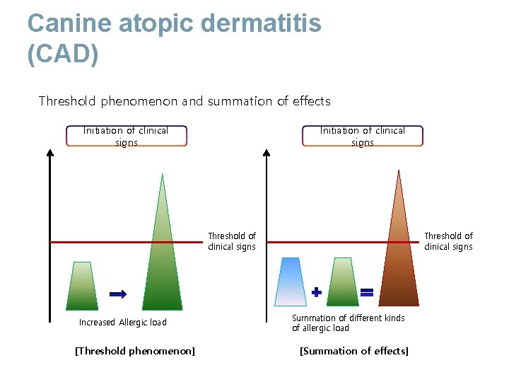 Canine atopic dermatitis (CAD) Threshold phenomenon and summation of effects Initiation of clinical signs