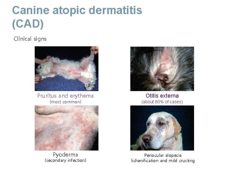 Canine atopic dermatitis (CAD) Clinical signs Pruritus and erythema Otitis externa (most common) (about