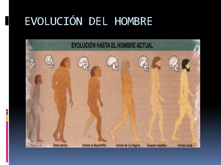 EVOLUCIÓN DEL HOMBRE 