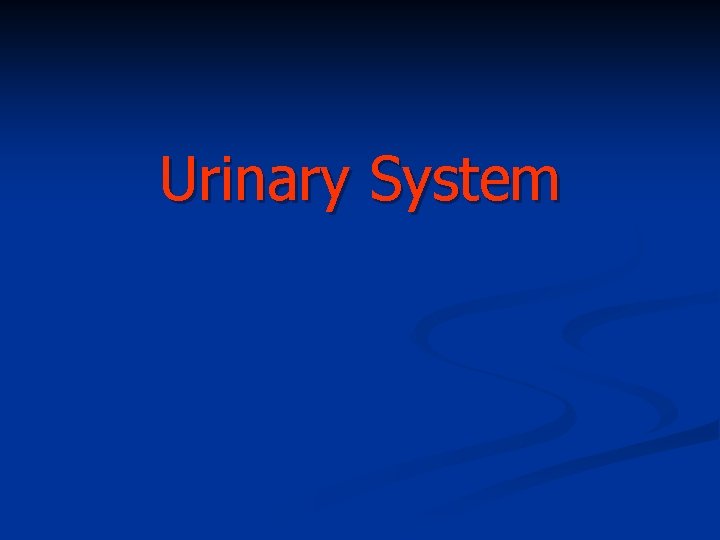Urinary System 