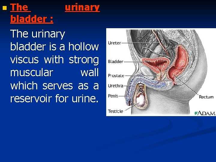n The bladder : urinary The urinary bladder is a hollow viscus with strong