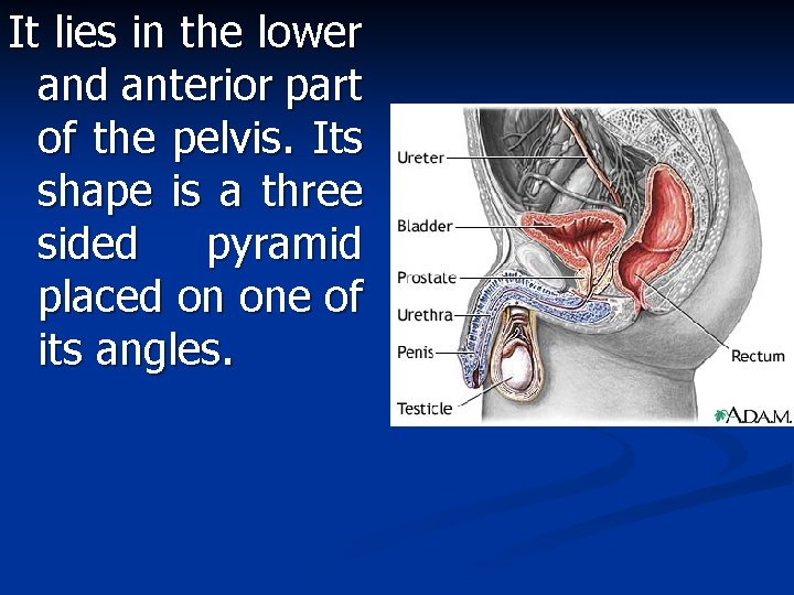 It lies in the lower and anterior part of the pelvis. Its shape is