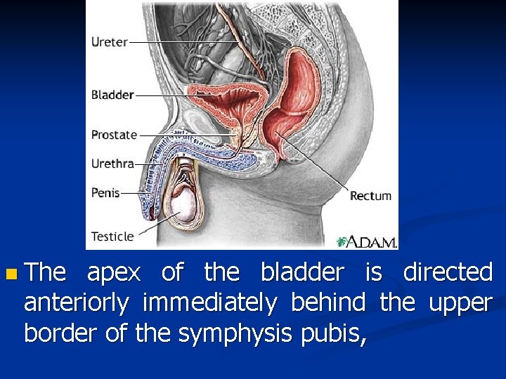 n The apex of the bladder is directed anteriorly immediately behind the upper border