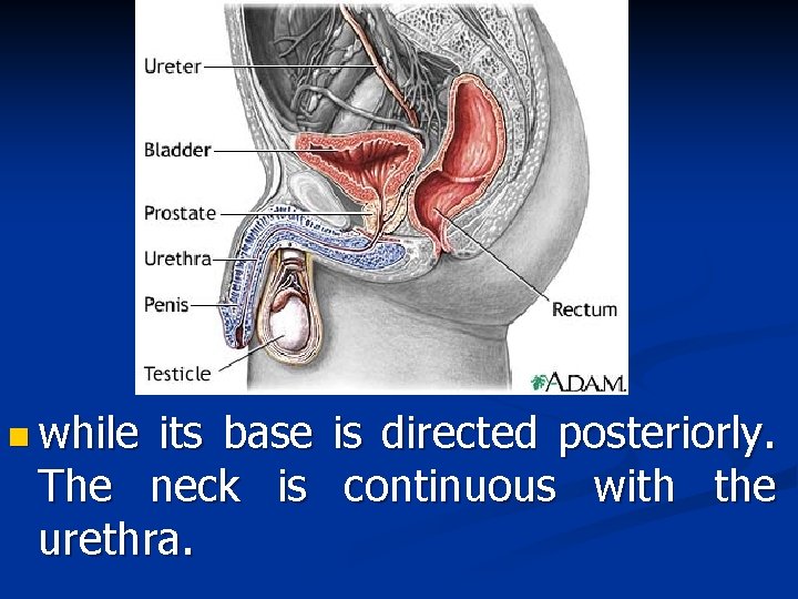 n while its base is directed posteriorly. The neck is continuous with the urethra.