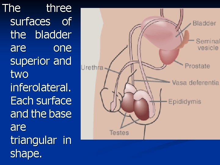 The three surfaces of the bladder are one superior and two inferolateral. Each surface