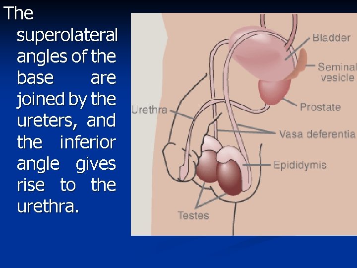 The superolateral angles of the base are joined by the ureters, and the inferior