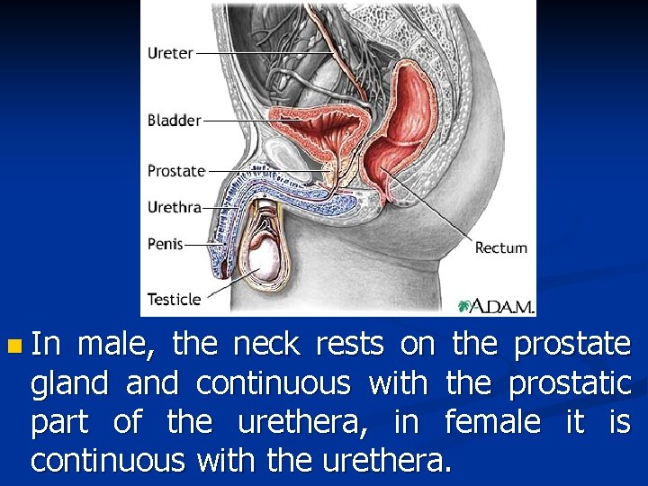 n In male, the neck rests on the prostate gland continuous with the prostatic