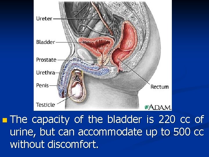 n The capacity of the bladder is 220 cc of urine, but can accommodate