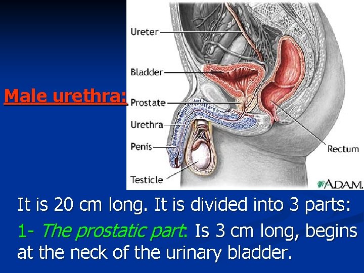 Male urethra: It is 20 cm long. It is divided into 3 parts: 1