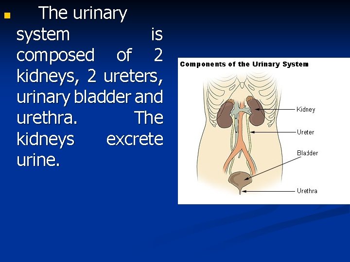 n The urinary system is composed of 2 kidneys, 2 ureters, urinary bladder and