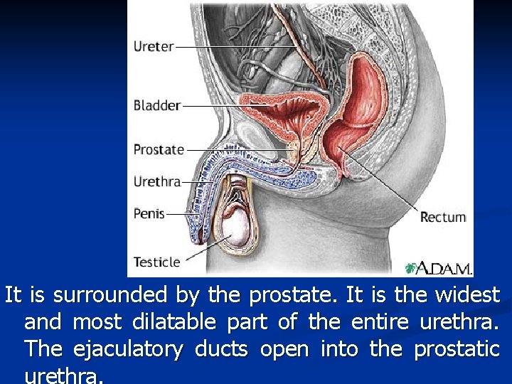 It is surrounded by the prostate. It is the widest and most dilatable part