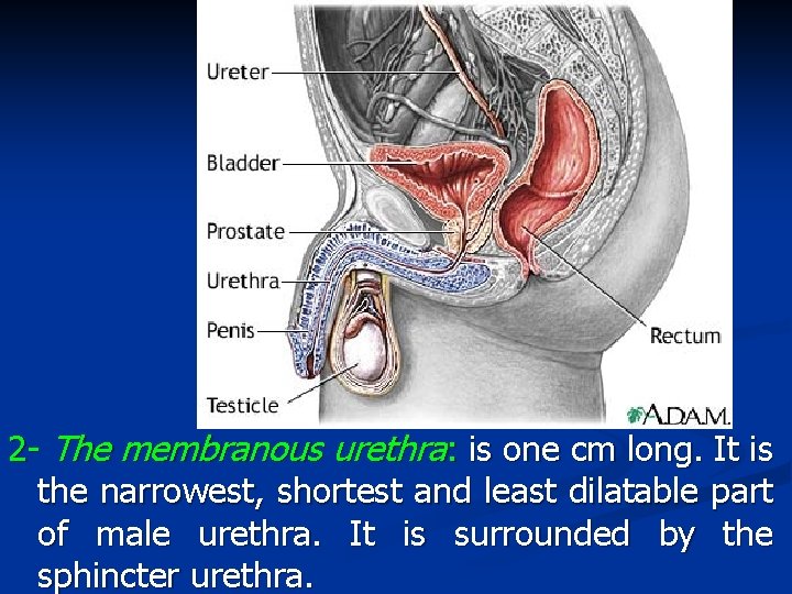 2 - The membranous urethra: is one cm long. It is the narrowest, shortest