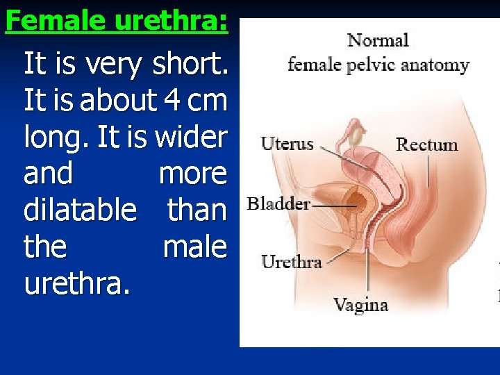 Female urethra: It is very short. It is about 4 cm long. It is