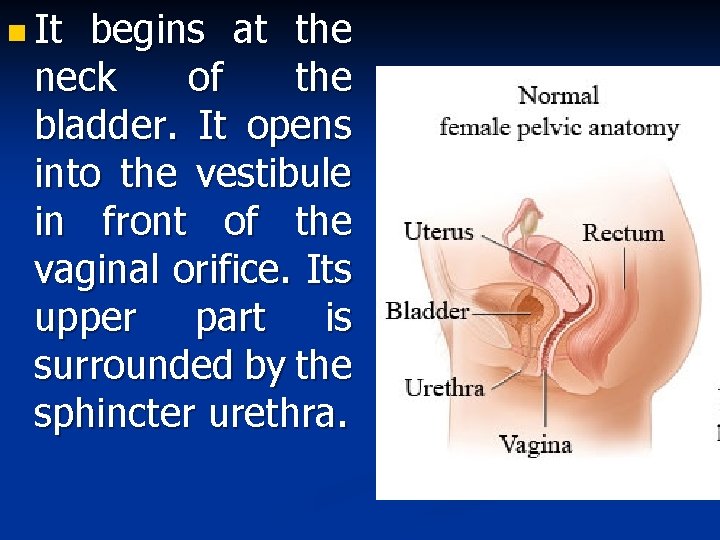 n It begins at the neck of the bladder. It opens into the vestibule