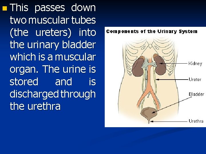 n This passes down two muscular tubes (the ureters) into the urinary bladder which