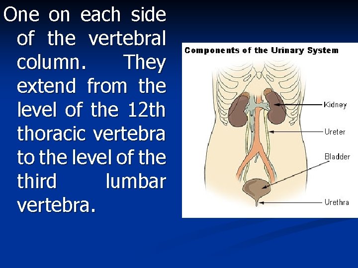 One on each side of the vertebral column. They extend from the level of