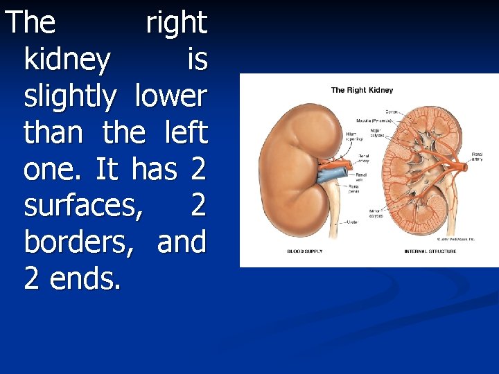 The right kidney is slightly lower than the left one. It has 2 surfaces,