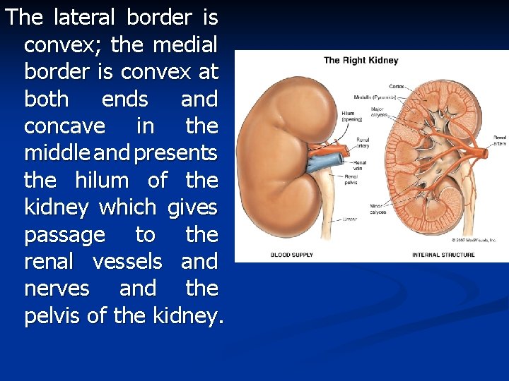 The lateral border is convex; the medial border is convex at both ends and