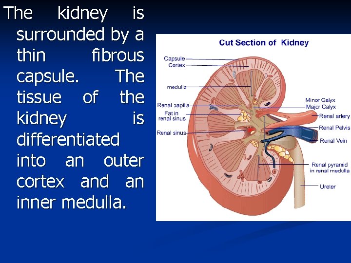 The kidney is surrounded by a thin fibrous capsule. The tissue of the kidney
