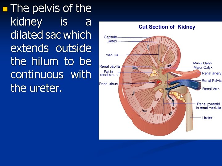 n The pelvis of the kidney is a dilated sac which extends outside the