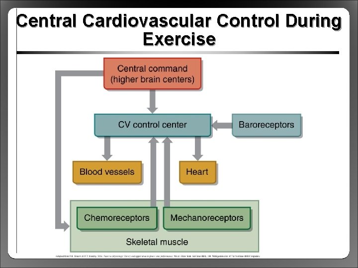 Central Cardiovascular Control During Exercise 