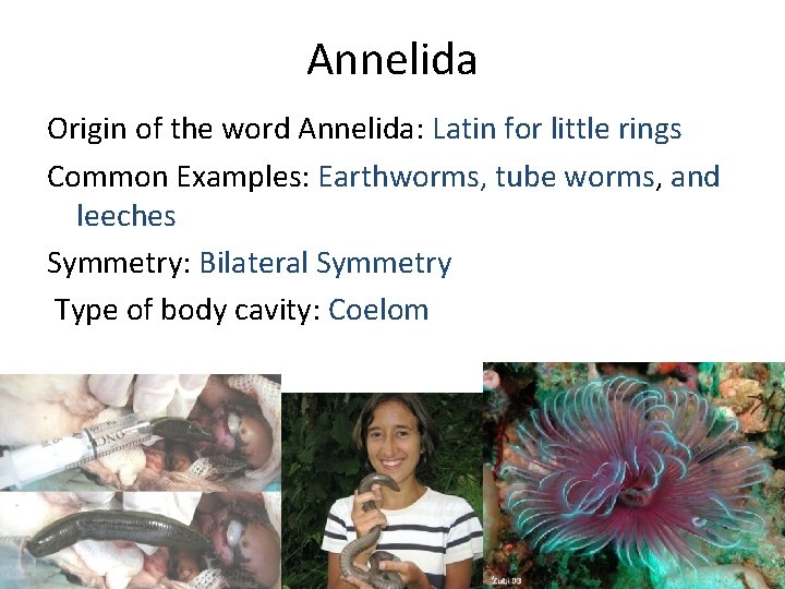 Phylum Annileda Annelida Origin of the word Annelida