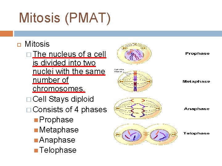 Mitosis (PMAT) Mitosis � The nucleus of a cell is divided into two nuclei