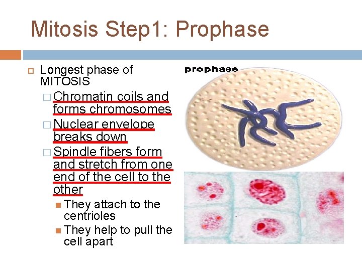 Mitosis Step 1: Prophase Longest phase of MITOSIS � Chromatin coils and forms chromosomes