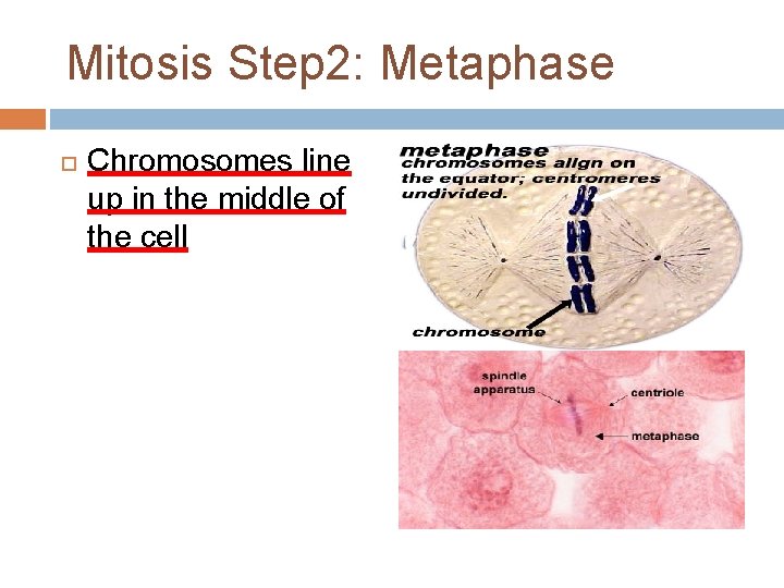 Mitosis Step 2: Metaphase Chromosomes line up in the middle of the cell 